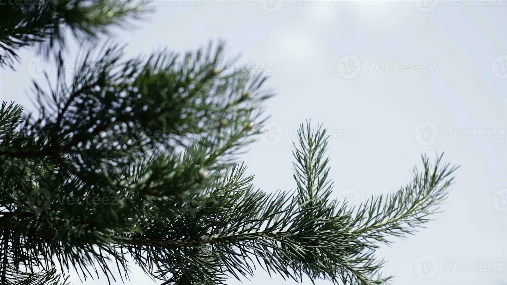 Green prickly branches of a fur-tree or pine. Nice fir branches. Close up. Bright evergreen fresh pine tree green needles branches. New fir-tree needles, conifer photo