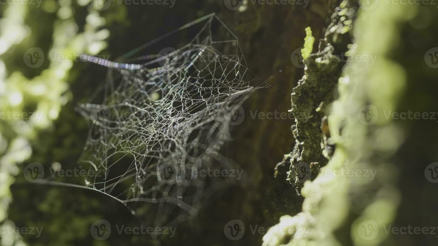 Spider Web on Tree Branches and sun reflection. Spider's web on Tree Trunk. Web on tree bark with moss and sun reflection photo