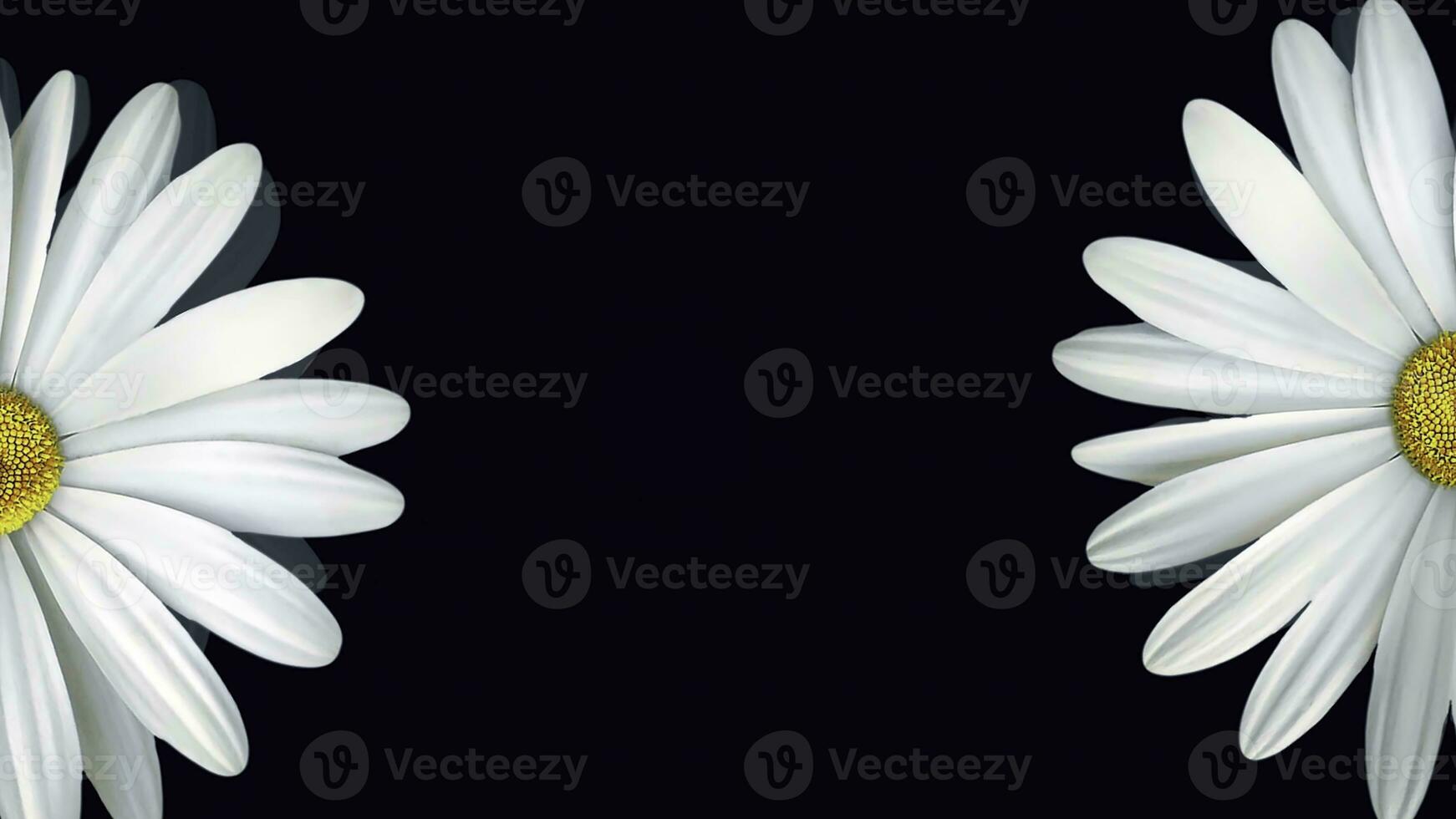 Chamomile on black background. Animation of abstract chamomile flower floating on isolated black background. Floral animation of clear and realistic graphics photo