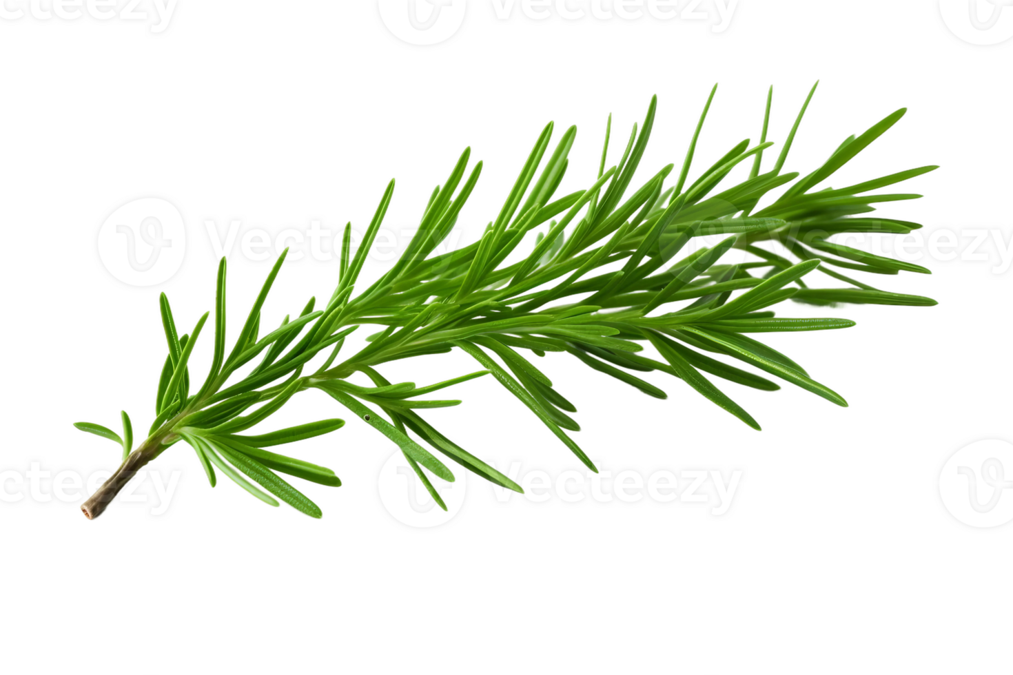 AI generated Juniper Leaf Elegance on transparent background. png