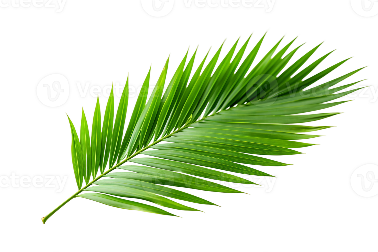 AI generated Palm Leaf Elegance on transparent background. png