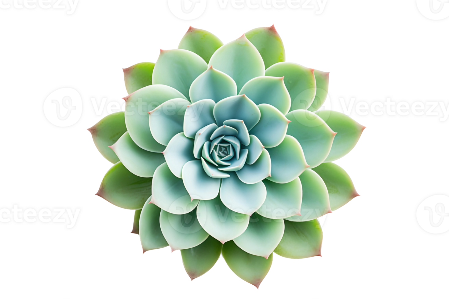 AI generated Close-up of a Succulent Plant on transparent background. png