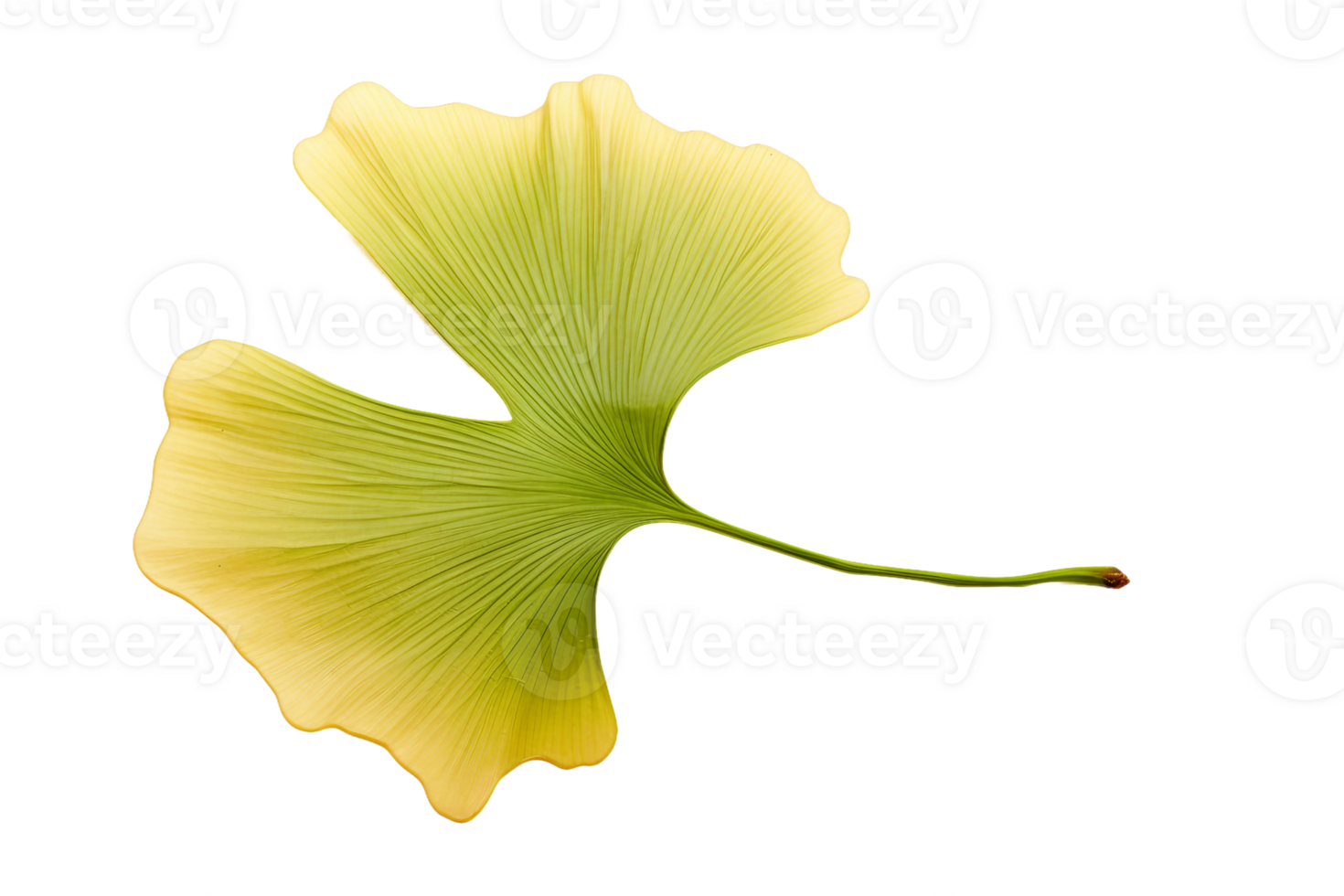AI generated Ginkgo Leaf Elegance on transparent background. png