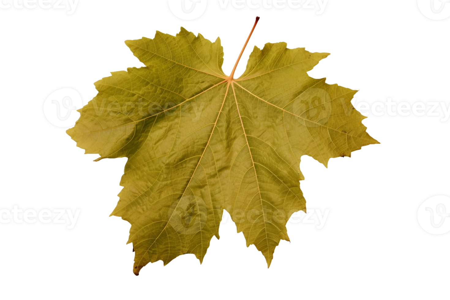 AI generated Grape Leaf Elegance on transparent background. png