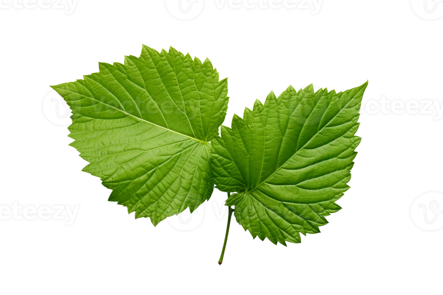 AI generated Mulberry Leaf Elegance on transparent background. png