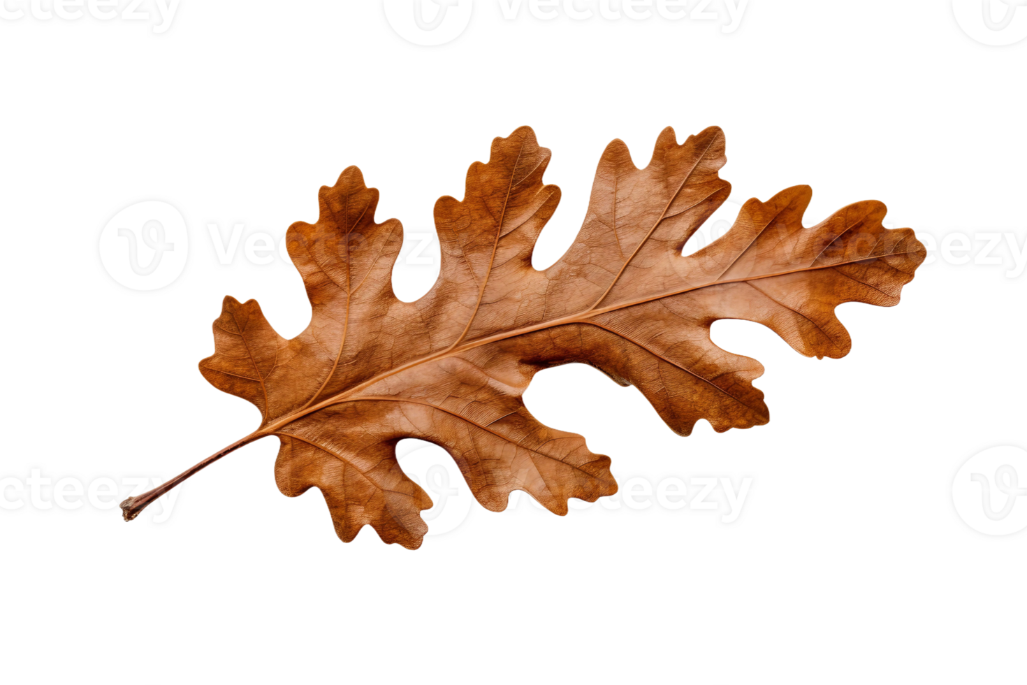 AI generated Oak Leaf Elegance on transparent background. png