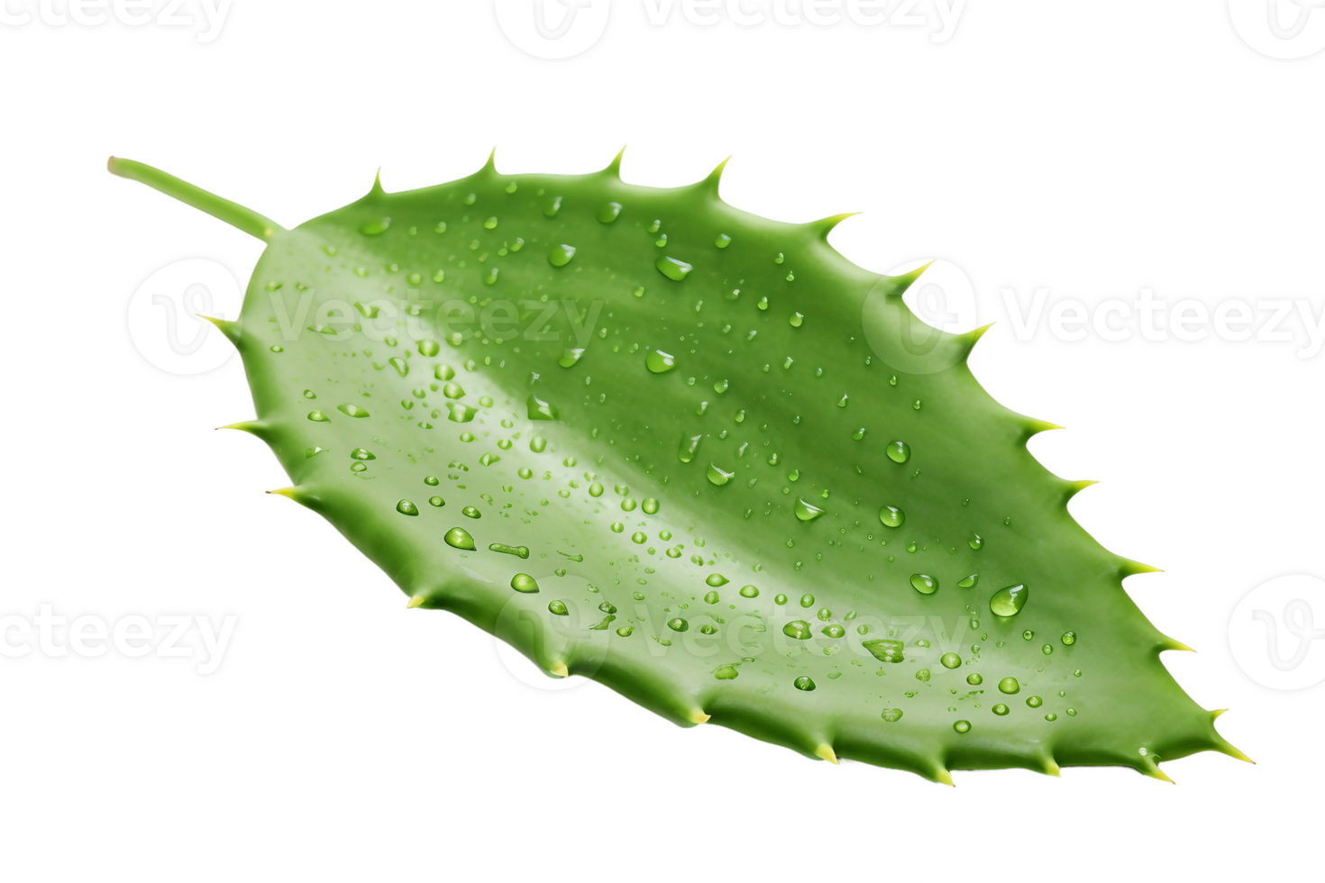 AI generated Cactus Leaf Elegance on transparent background. png