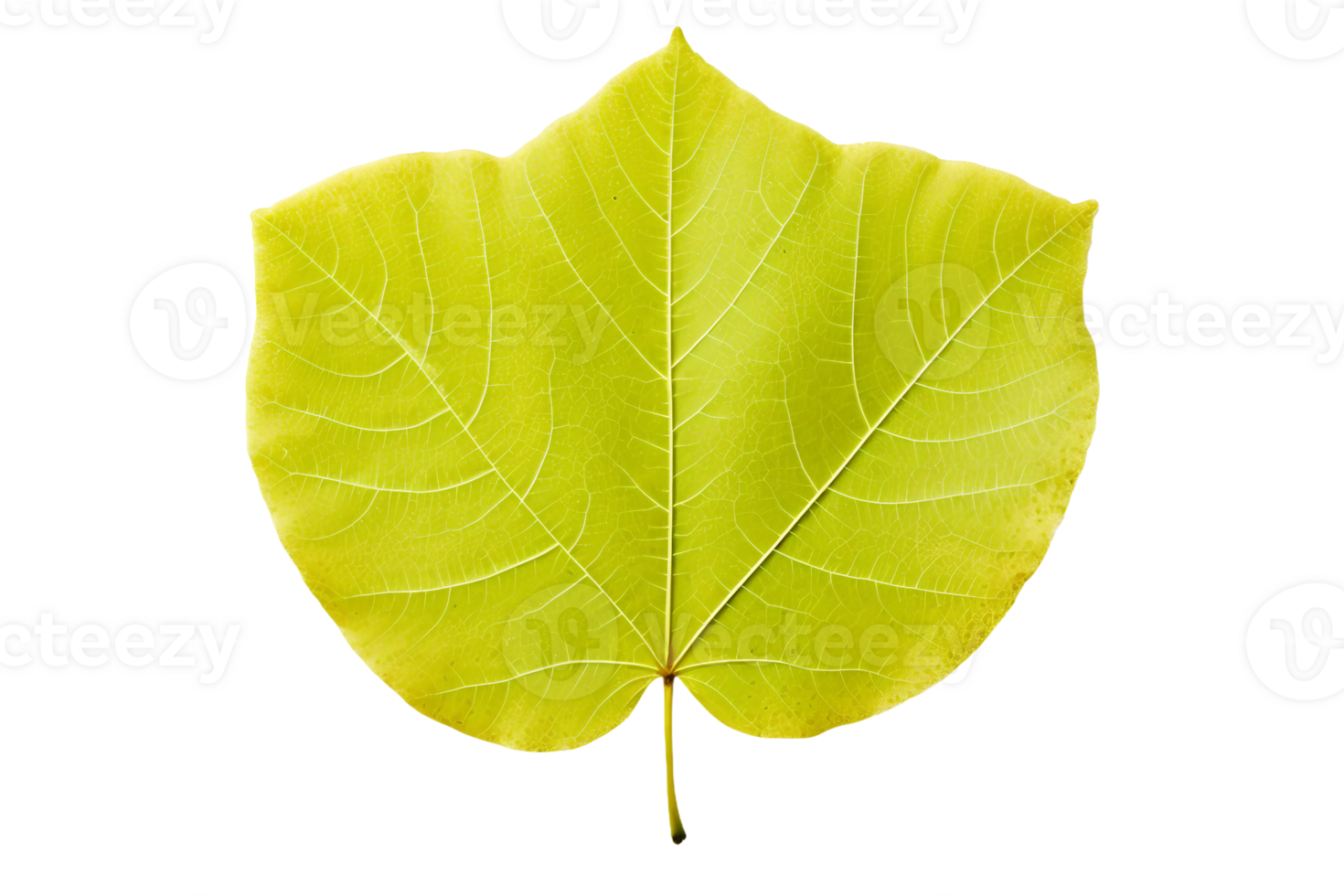 AI generated Aspen Leaf Elegance on transparent background. png