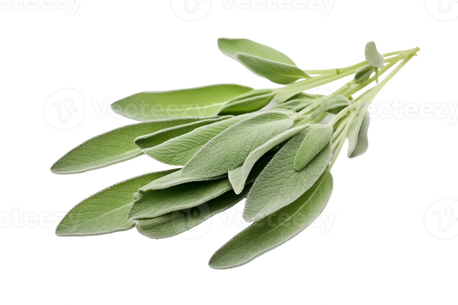 AI generated Sage Leaf Elegance on transparent background. png