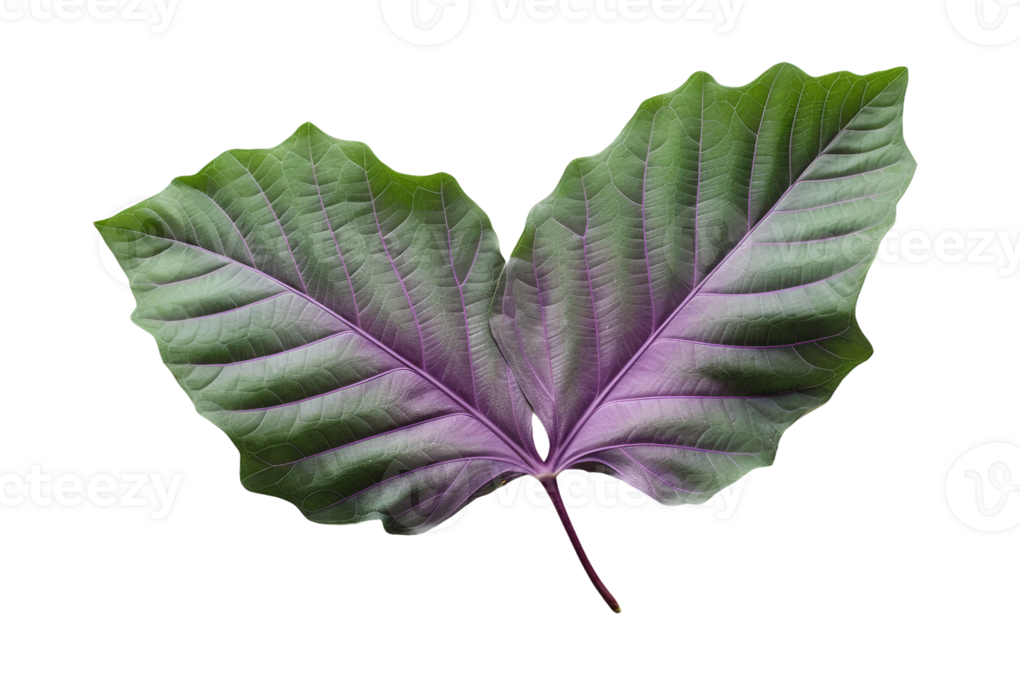 AI generated Fig Leaf Elegance on transparent background. png