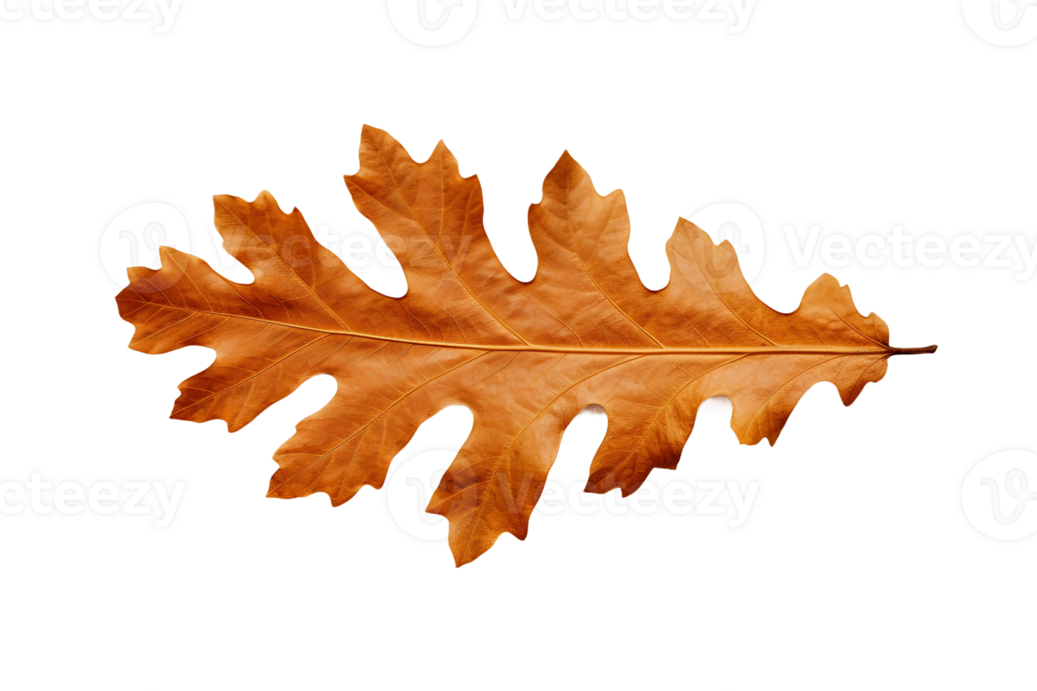 AI generated Oak Leaf Elegance on transparent background. png
