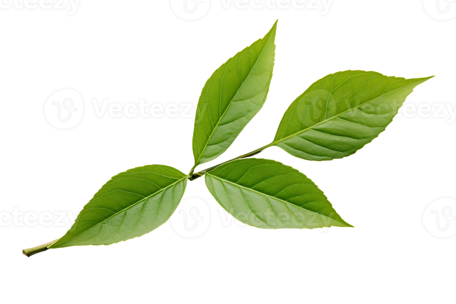 AI generated Tea Leaf Elegance on transparent background. png