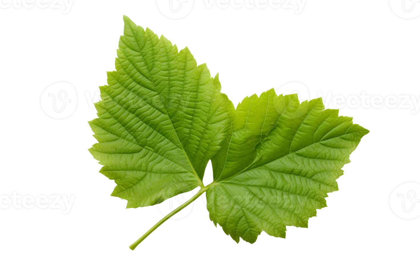 AI generated Mulberry Leaf Elegance on transparent background. png