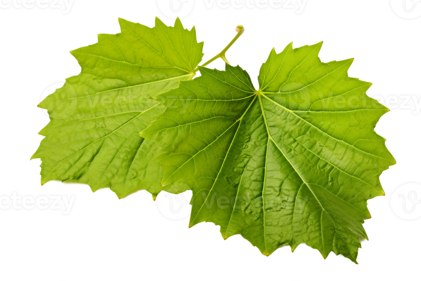 AI generated Grape Leaf Elegance on transparent background. png