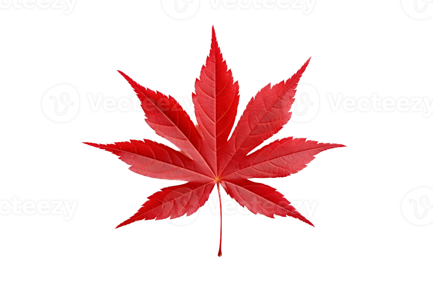 AI generated Japanese Maple Leaf Elegance on transparent background. png