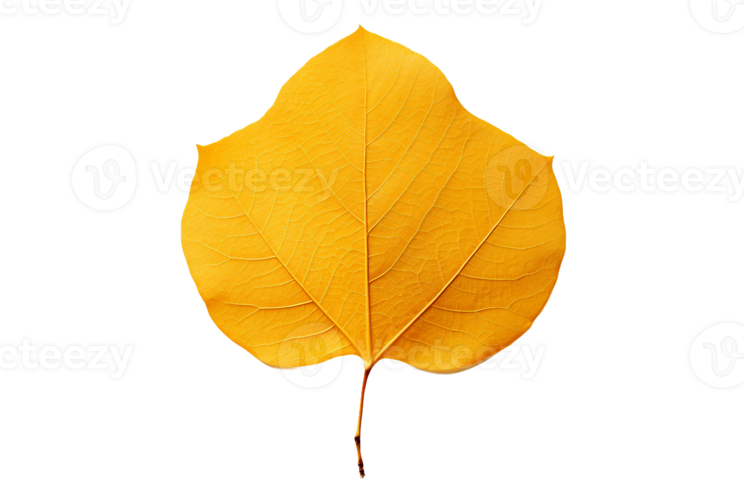 AI generated Aspen Leaf Elegance on transparent background. png