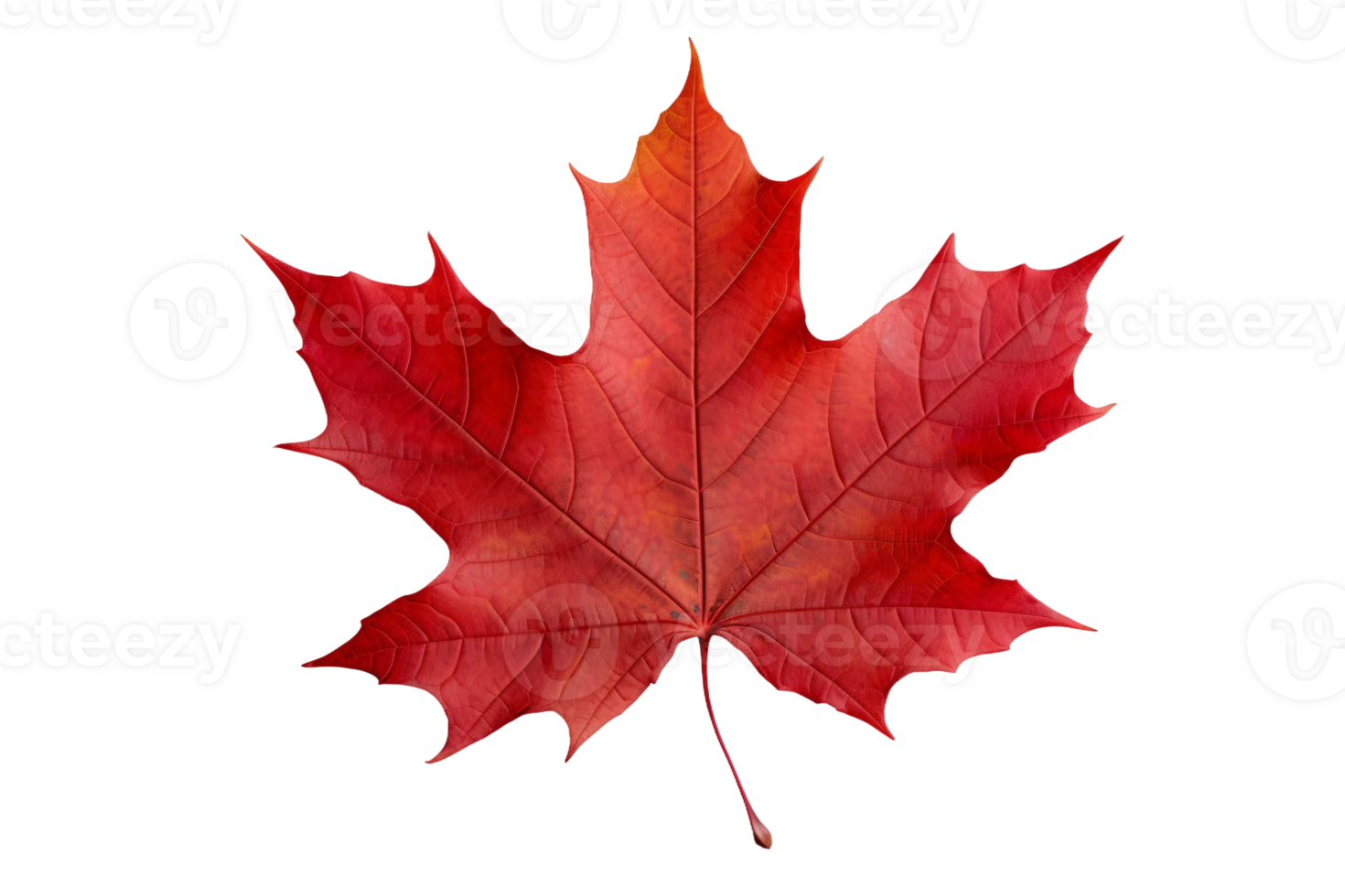 AI generated Maple Leaf Elegance on transparent background. png