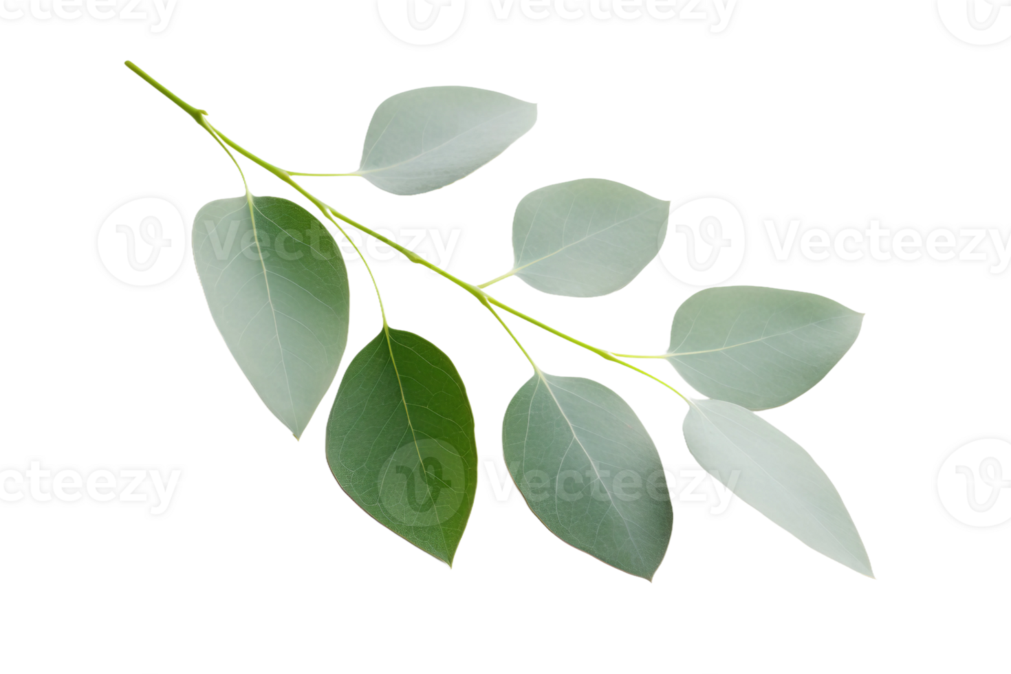 AI generated Eucalyptus Leaf Elegance on transparent background. png