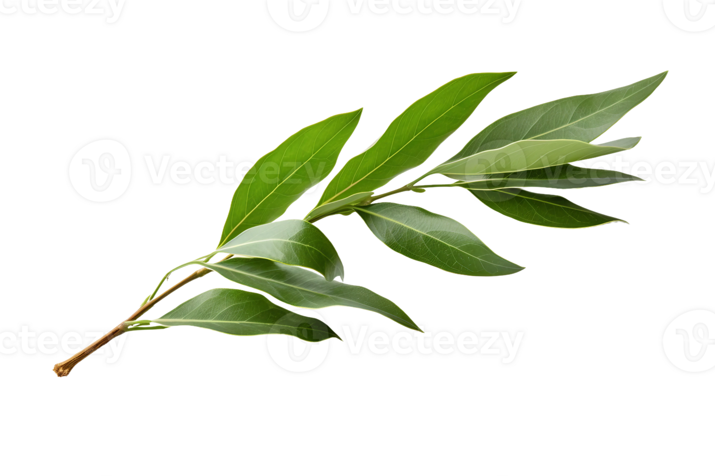 AI generated Bay Leaf Elegance on transparent background. png