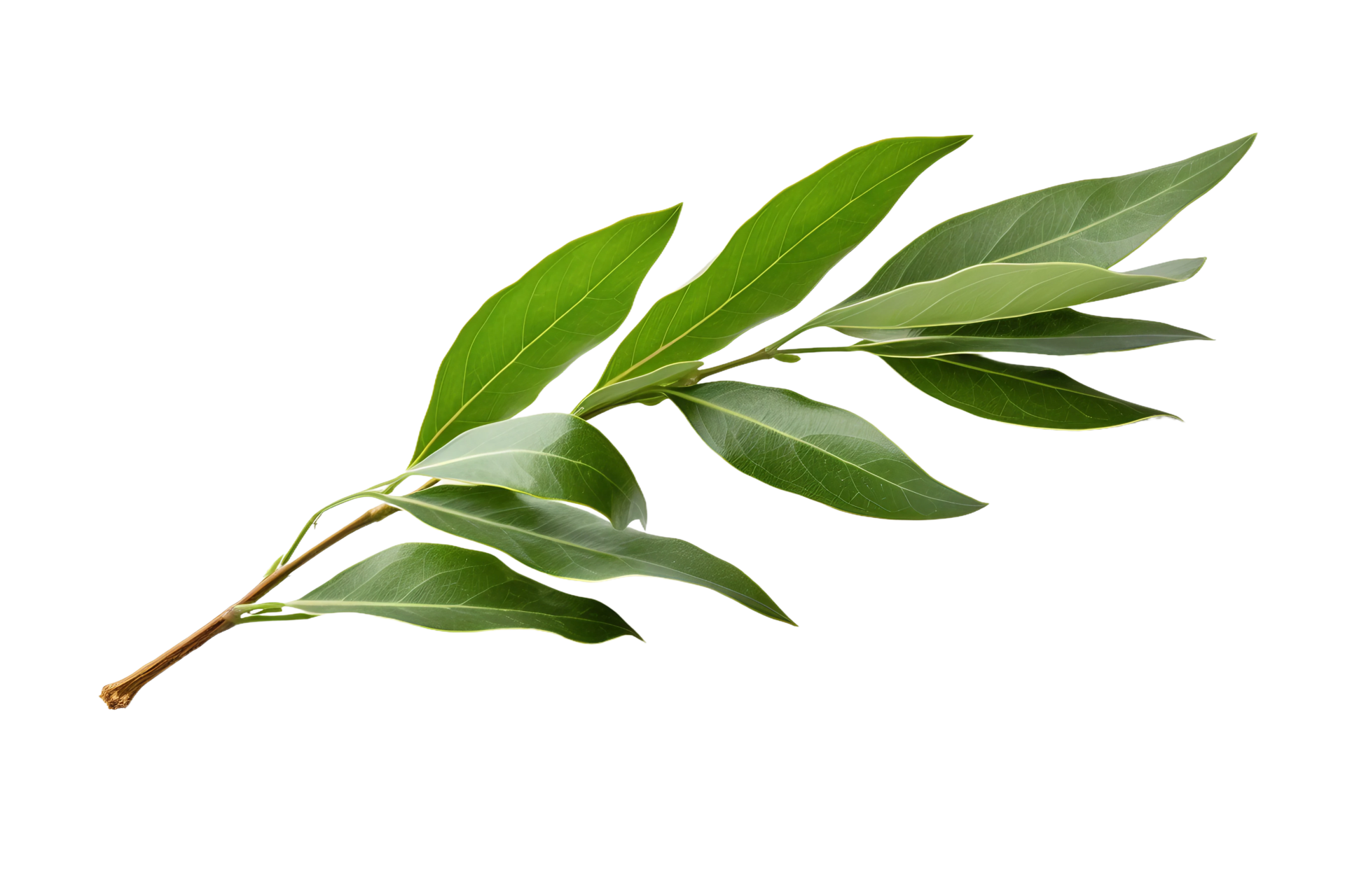 AI generated Bay Leaf Elegance on transparent background. 37072862 PNG