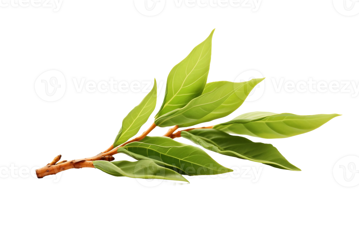 AI generated Tea Leaf Elegance on transparent background. png
