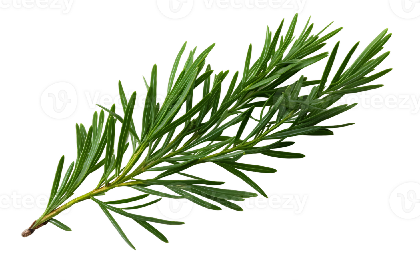 AI generated Juniper Leaf Elegance on transparent background. png