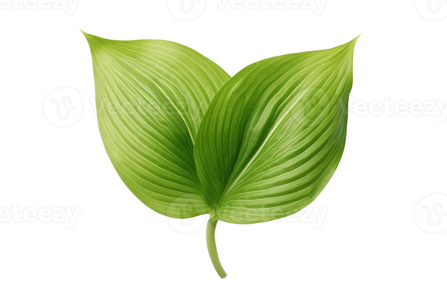 AI generated Hosta Leaf Elegance on transparent background. png