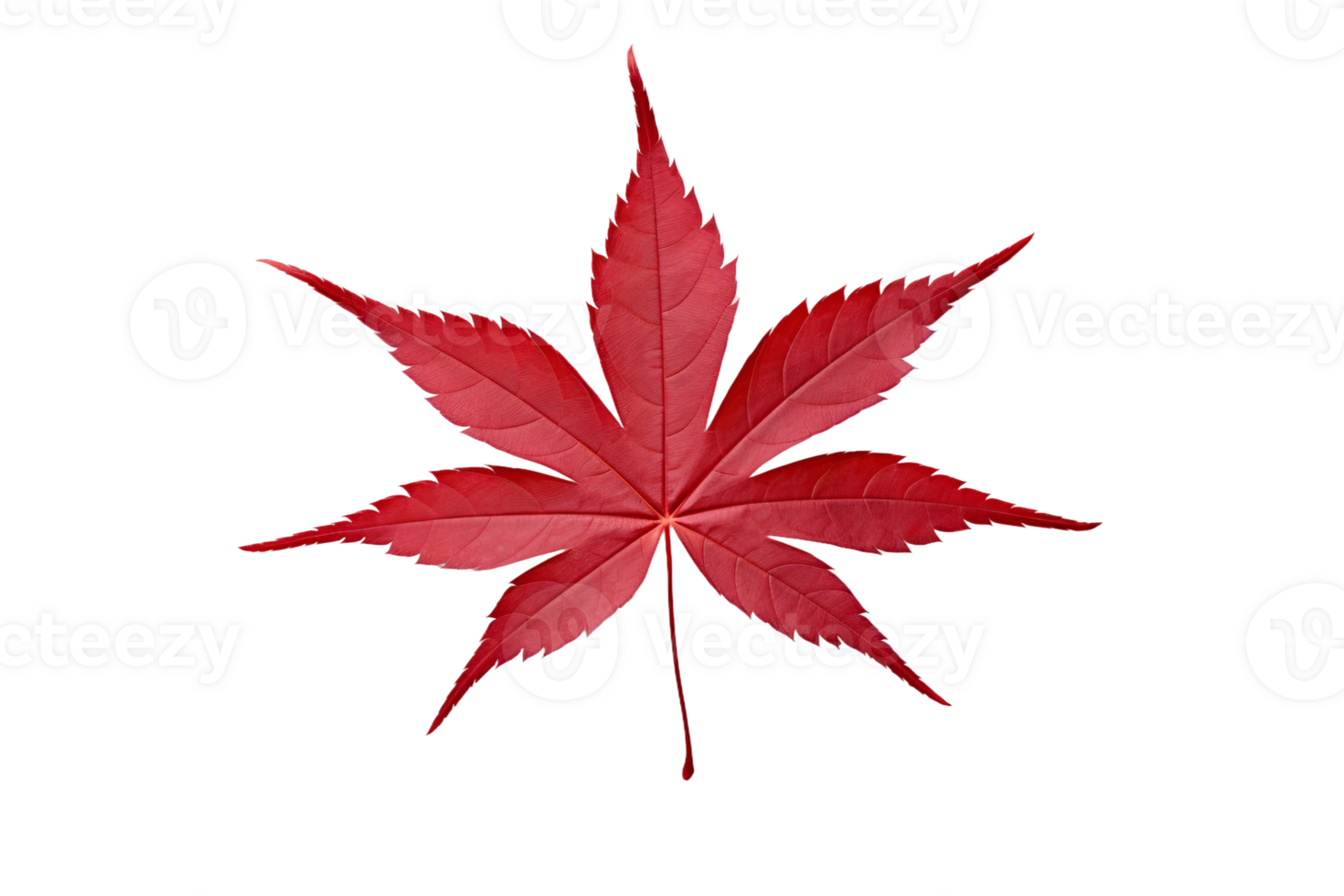 AI generated Japanese Maple Leaf Elegance on transparent background. png