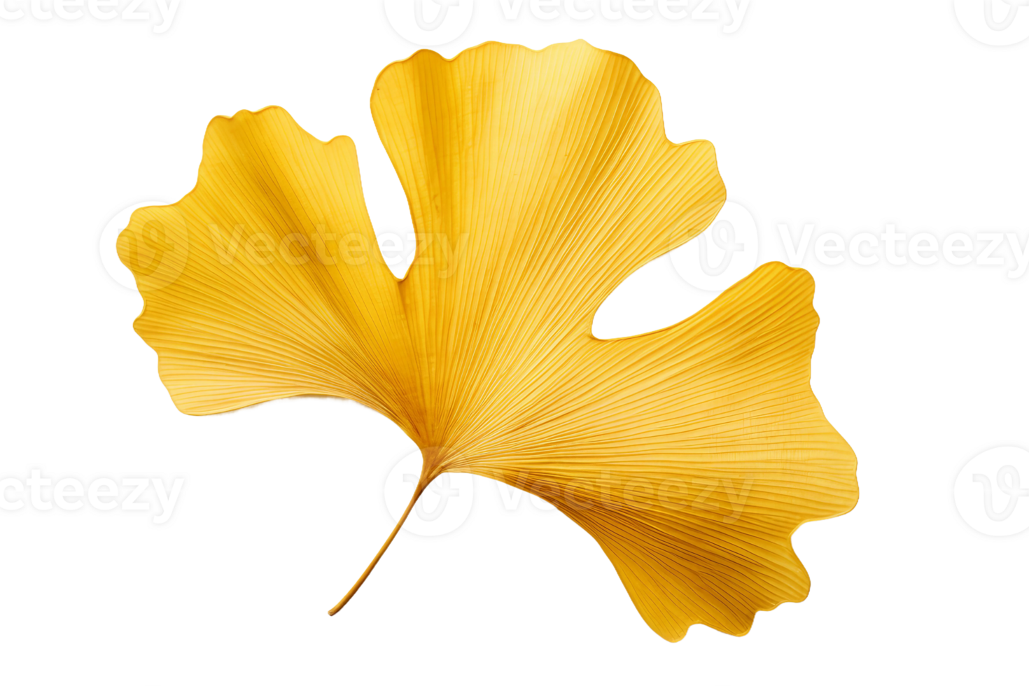 AI generated Ginkgo Leaf Elegance on transparent background. png