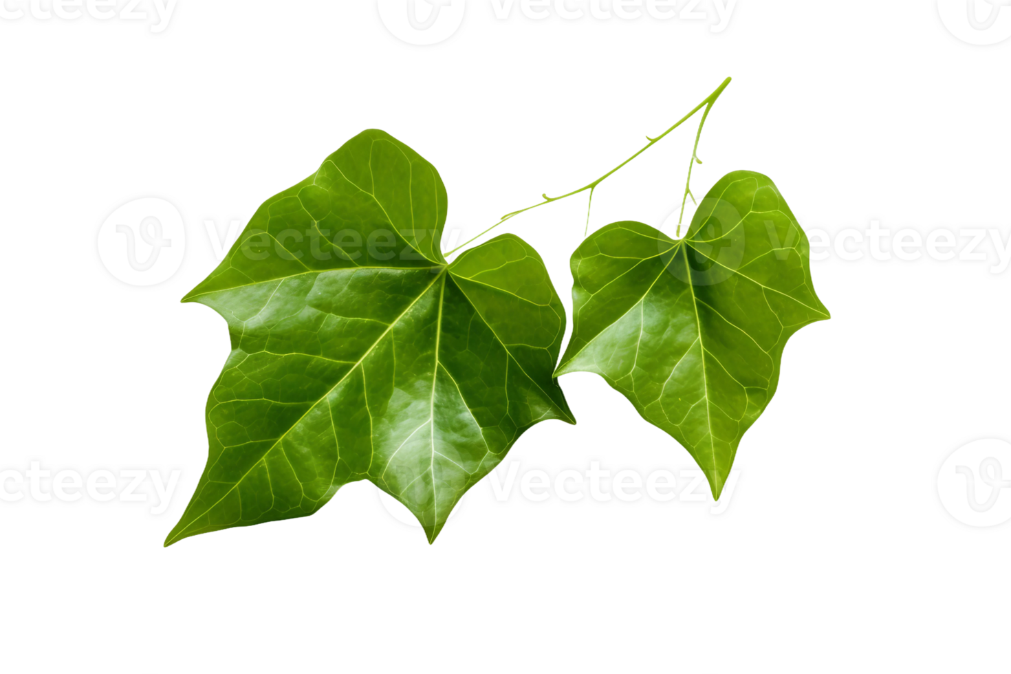 AI generated Ivy Leaf Elegance on transparent background. png