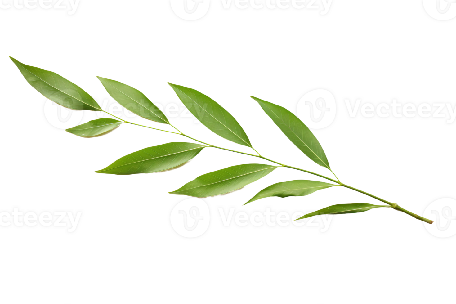 AI generated Willow Leaf Elegance on transparent background. png