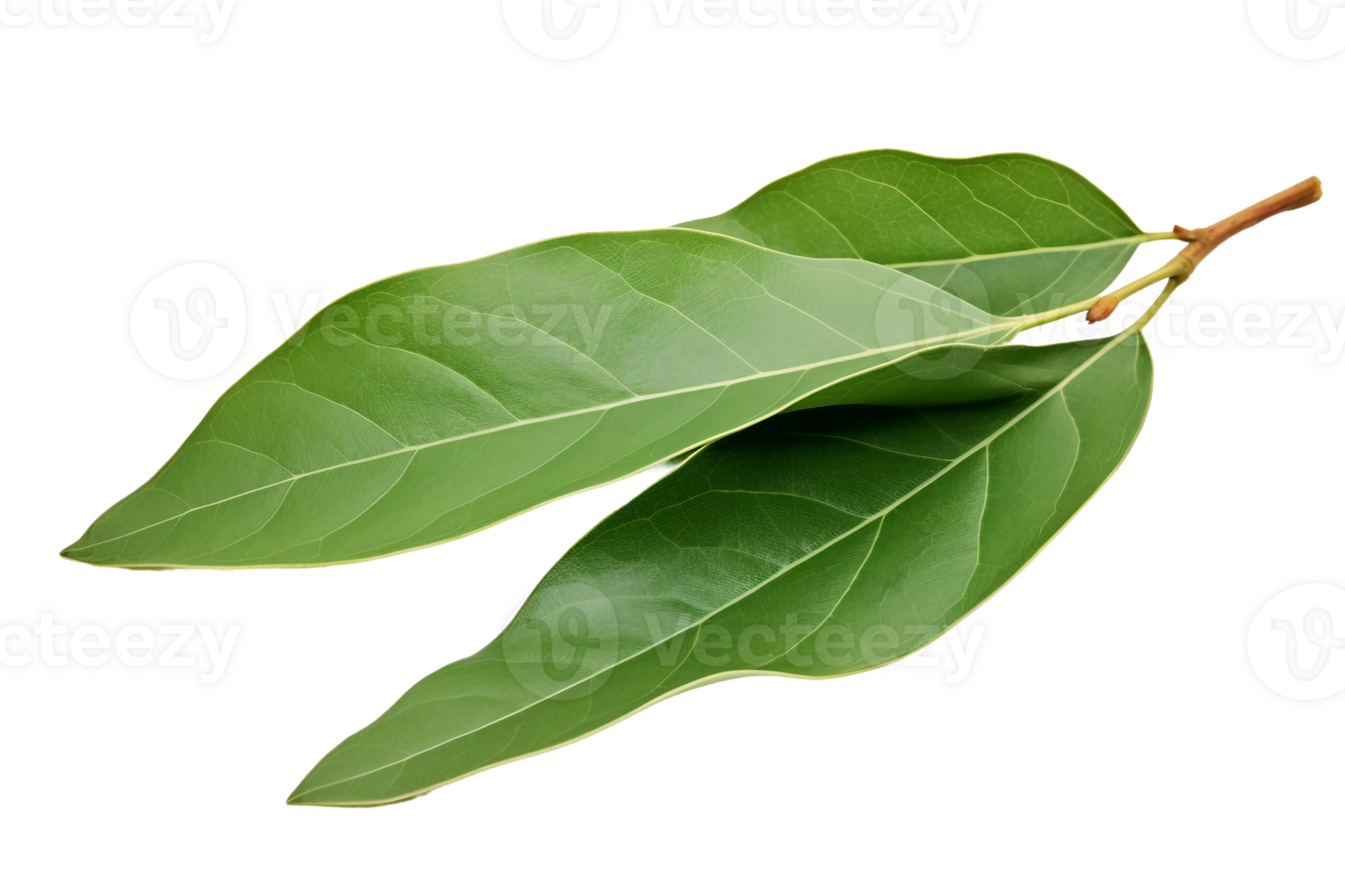AI generated Banana Leaf Elegance on transparent background. png