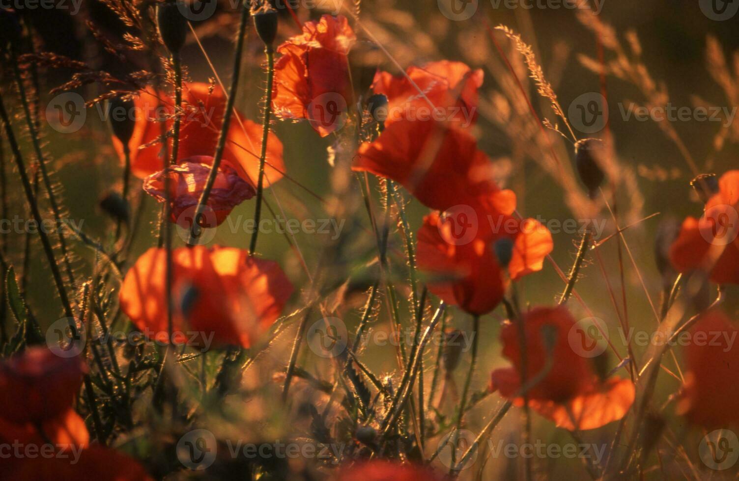 poppies in the sun photo
