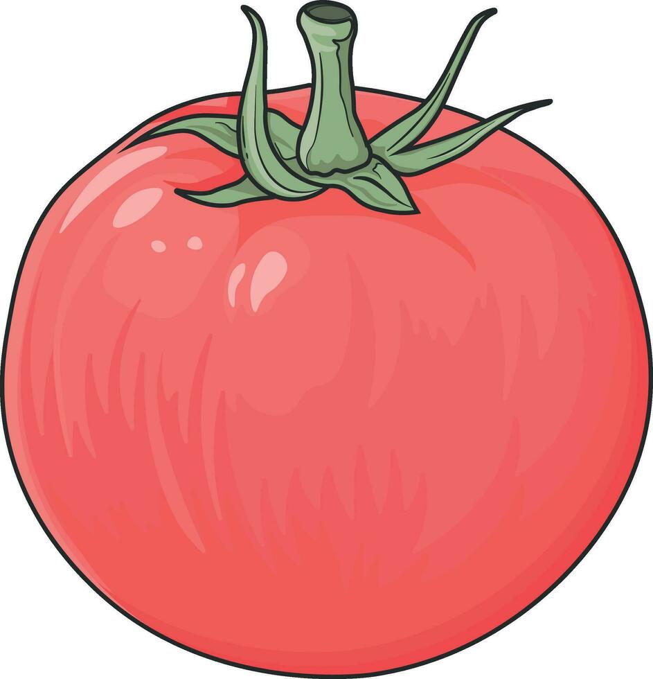 red vector tomato no background