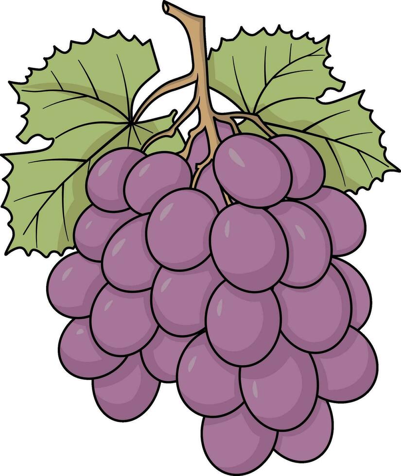 Racimo de uvas vector