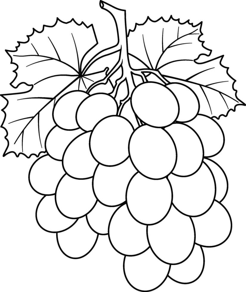 bunch of grapes vector