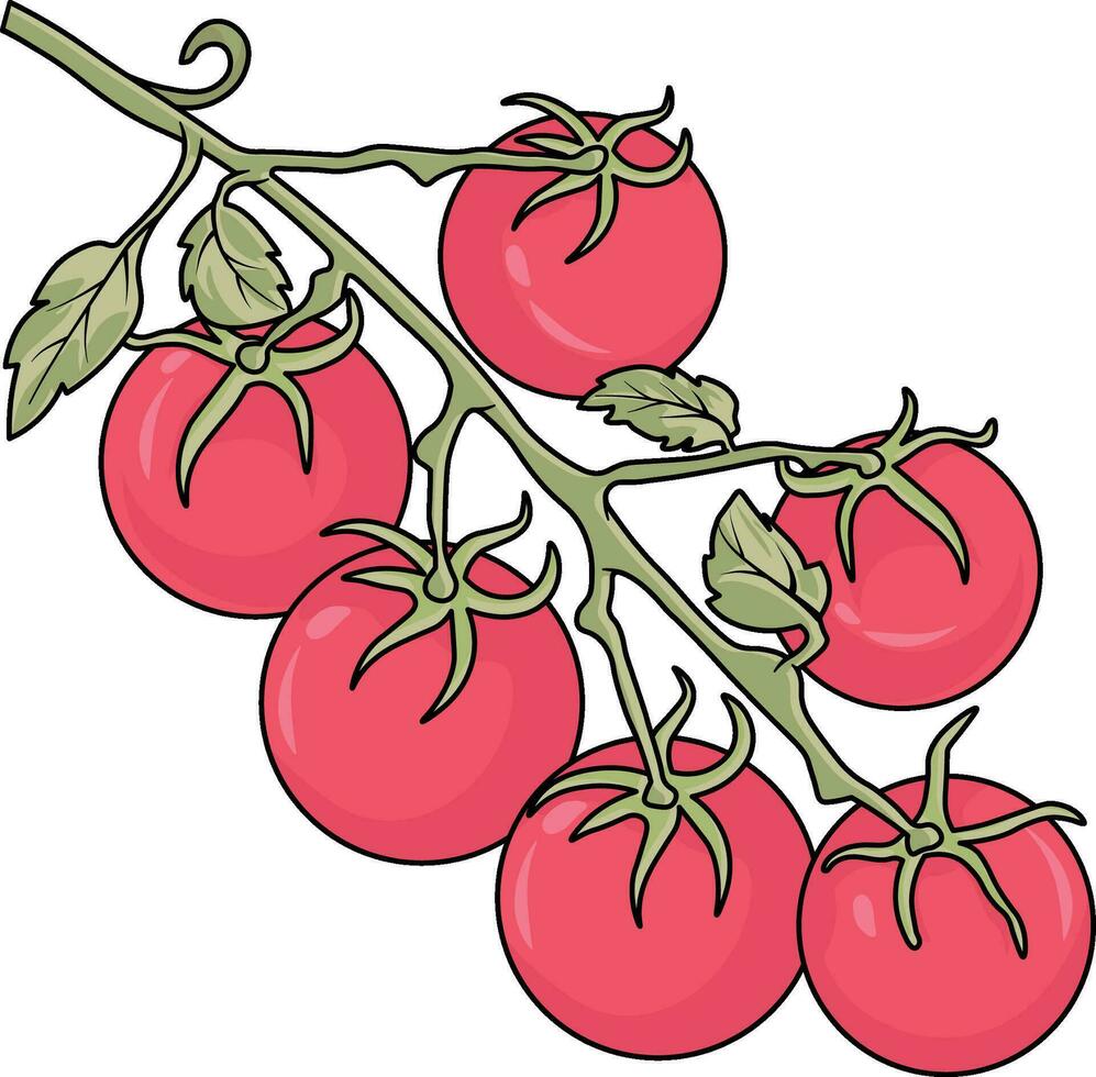 Ilustración de vector de tomates