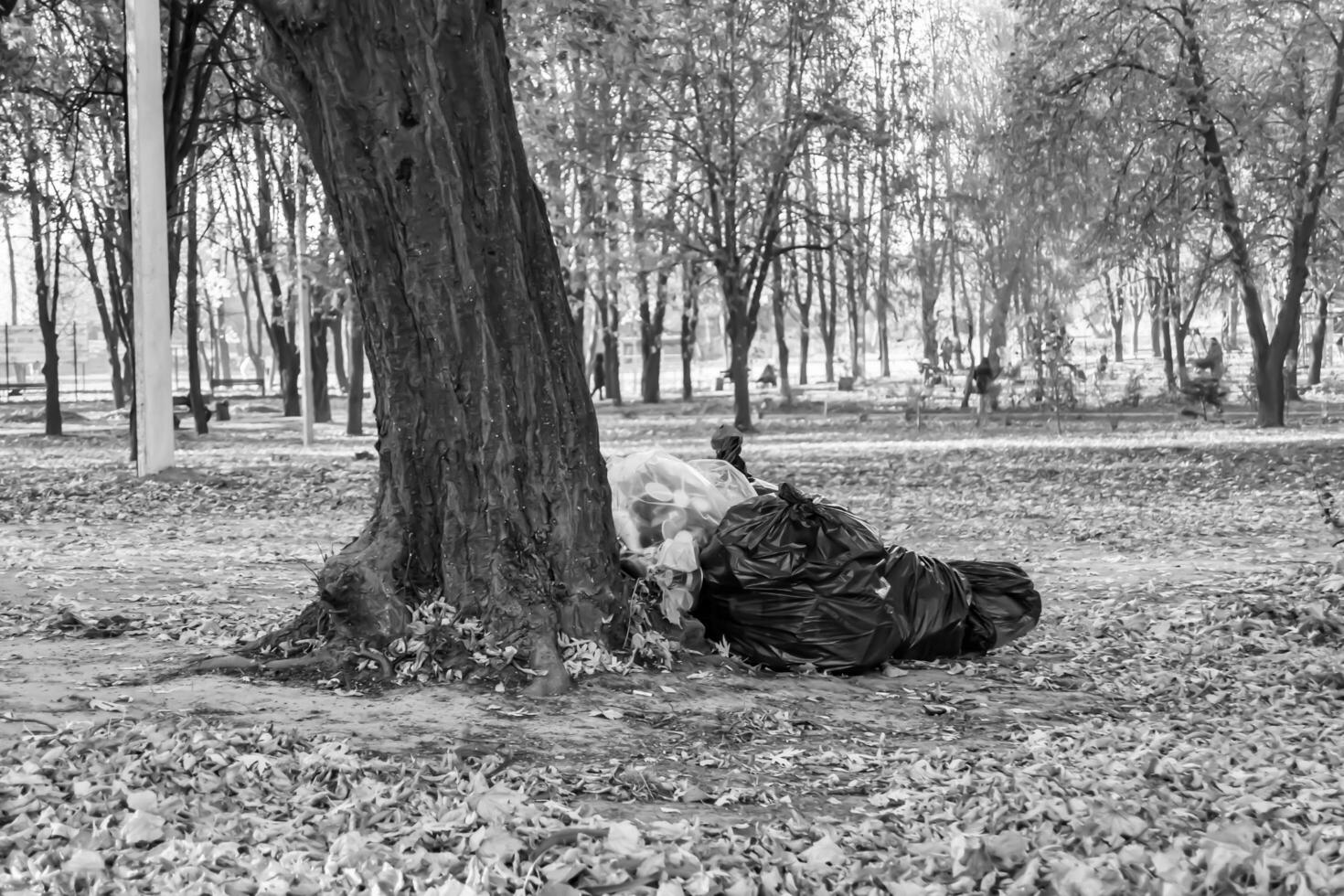 Photography on theme bags of leaves in forest on background natural nature photo