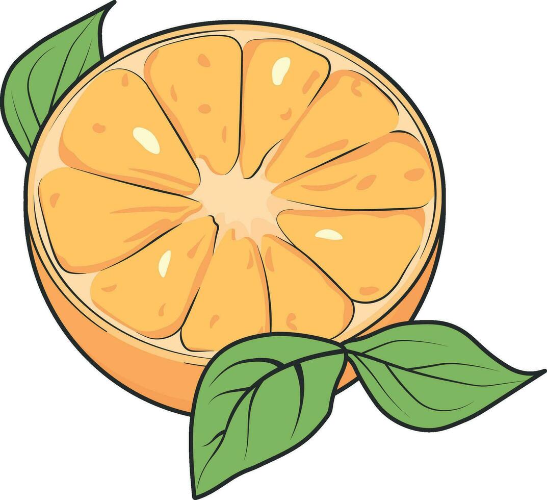 vector drawing orange or tangerine without background
