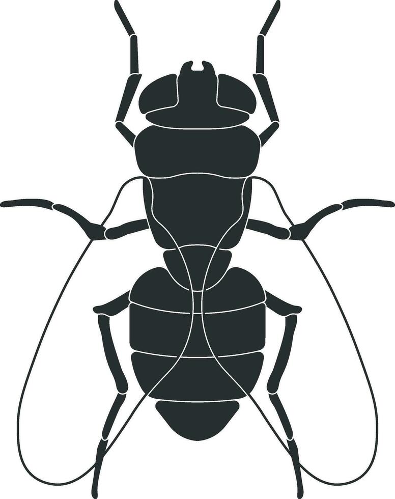 vector fly without background