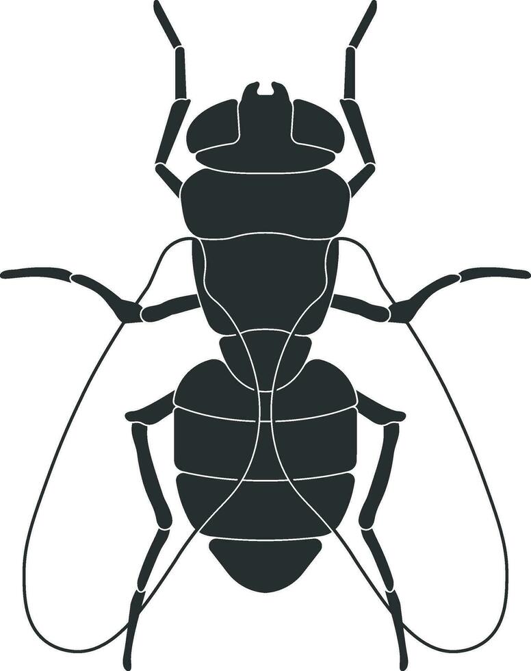 vector mosca sin antecedentes