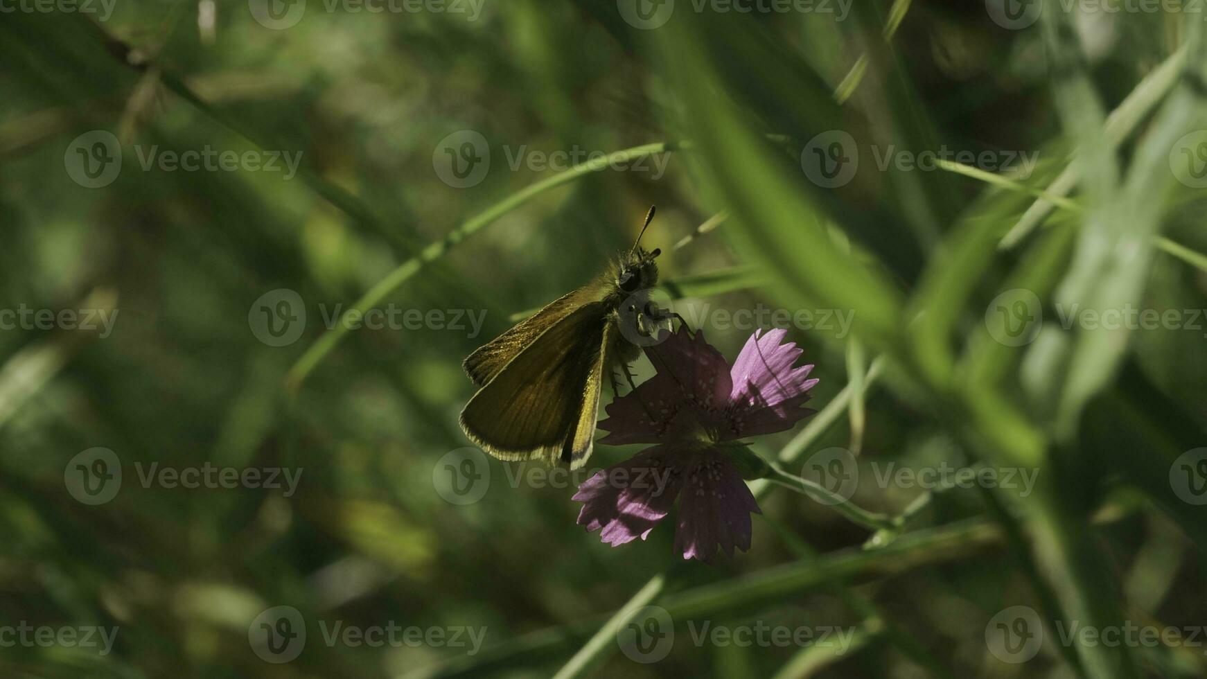 Beautiful lilac flower in green grass. Creative. Sunny day illuminates beautiful flowers of summer meadow. Small single flower among grass photo