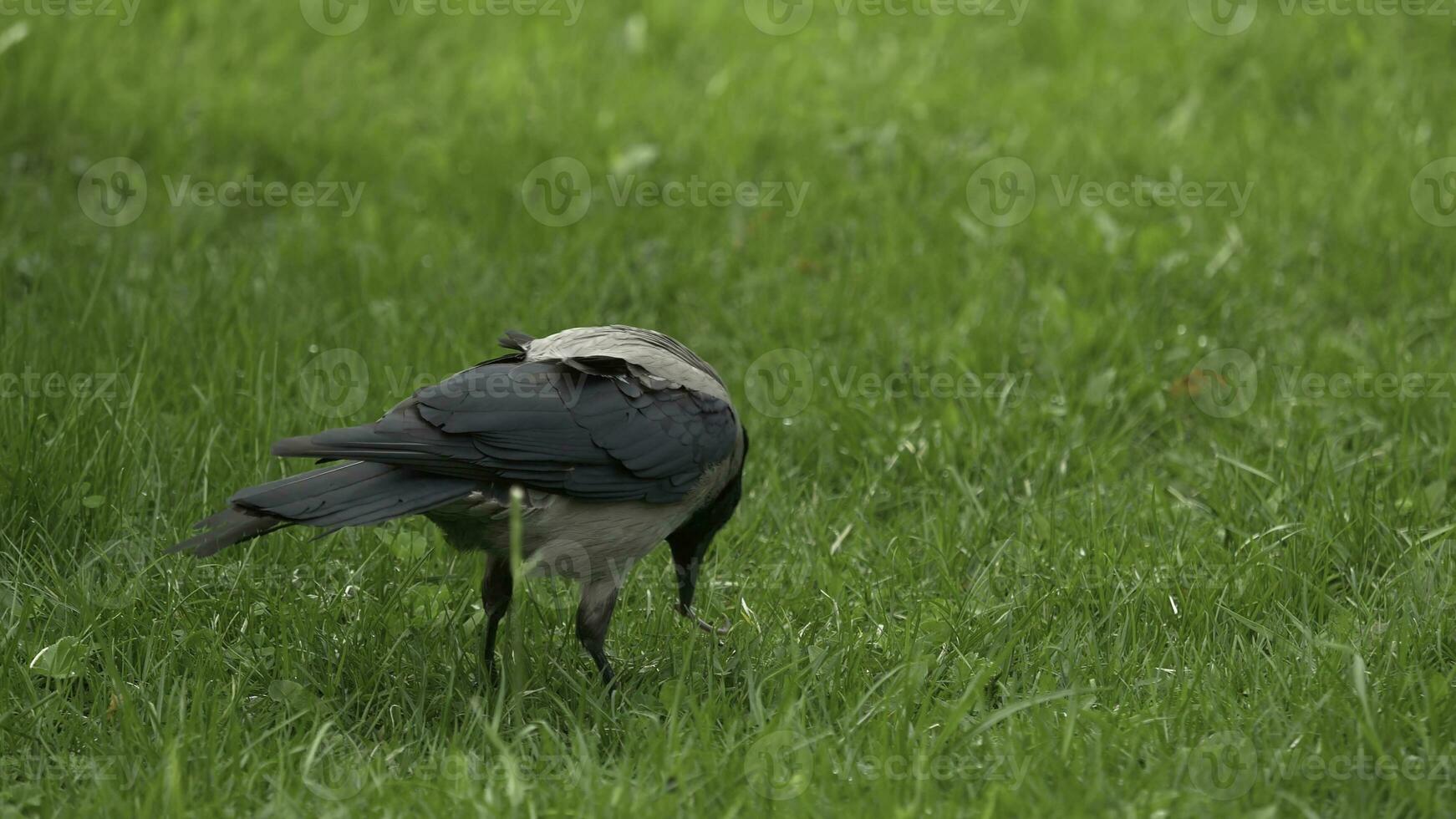 A raven holds his food prize. Portrait of a black crow, raven or rook. Black jungle crow standing and eating a piece of bread on the green grass. photo