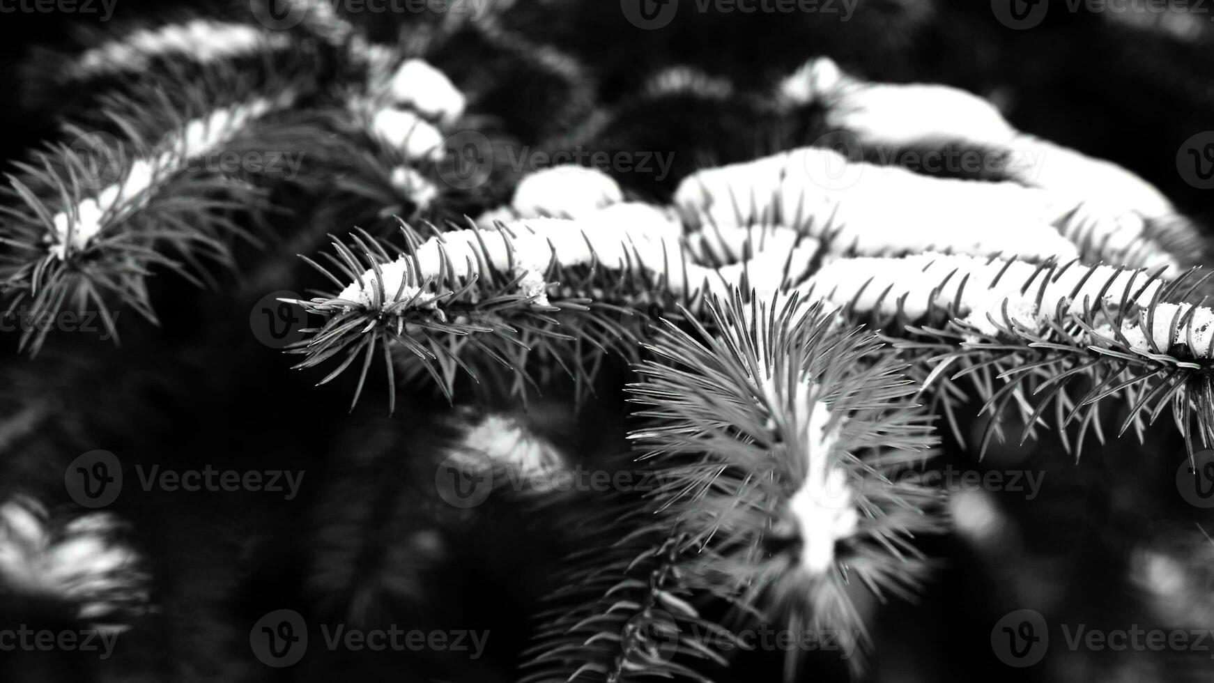 Beautiful natural winter background. pine tree branches covered with snow. Frozen tree branch in winter forest. Close up of a Coniferous covered with hoarfrost early in the morning. Selective focus photo