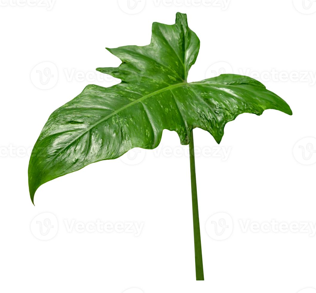Green leaves pattern, tropical leaf plant isolated png