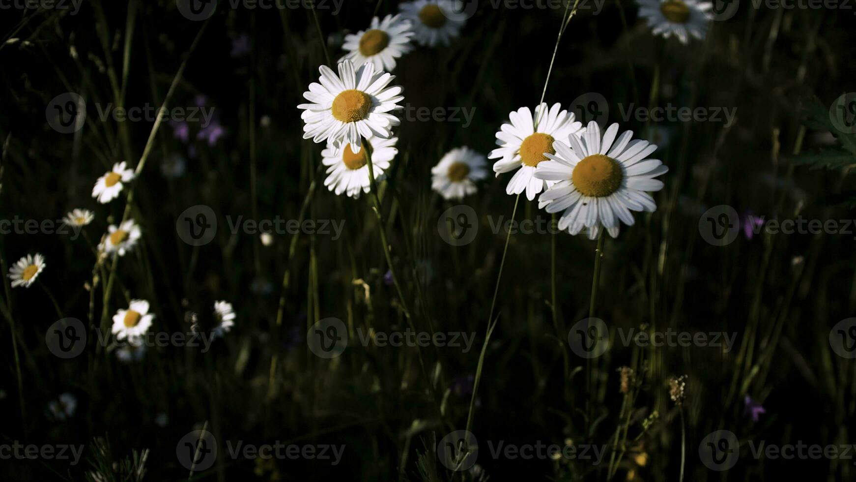 Blooming camomiles in the green field. Creative. Close up of beautiful summer flowers in the meadow. photo