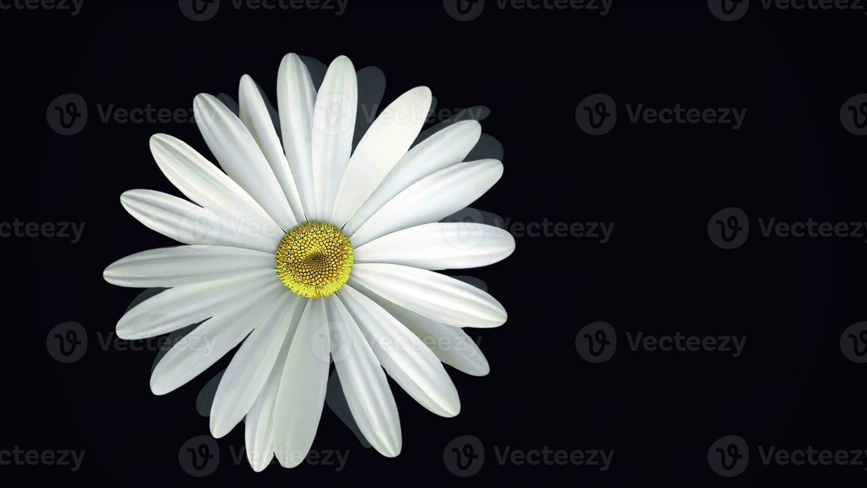 Chamomile on black background. Animation of abstract chamomile flower floating on isolated black background. Floral animation of clear and realistic graphics photo