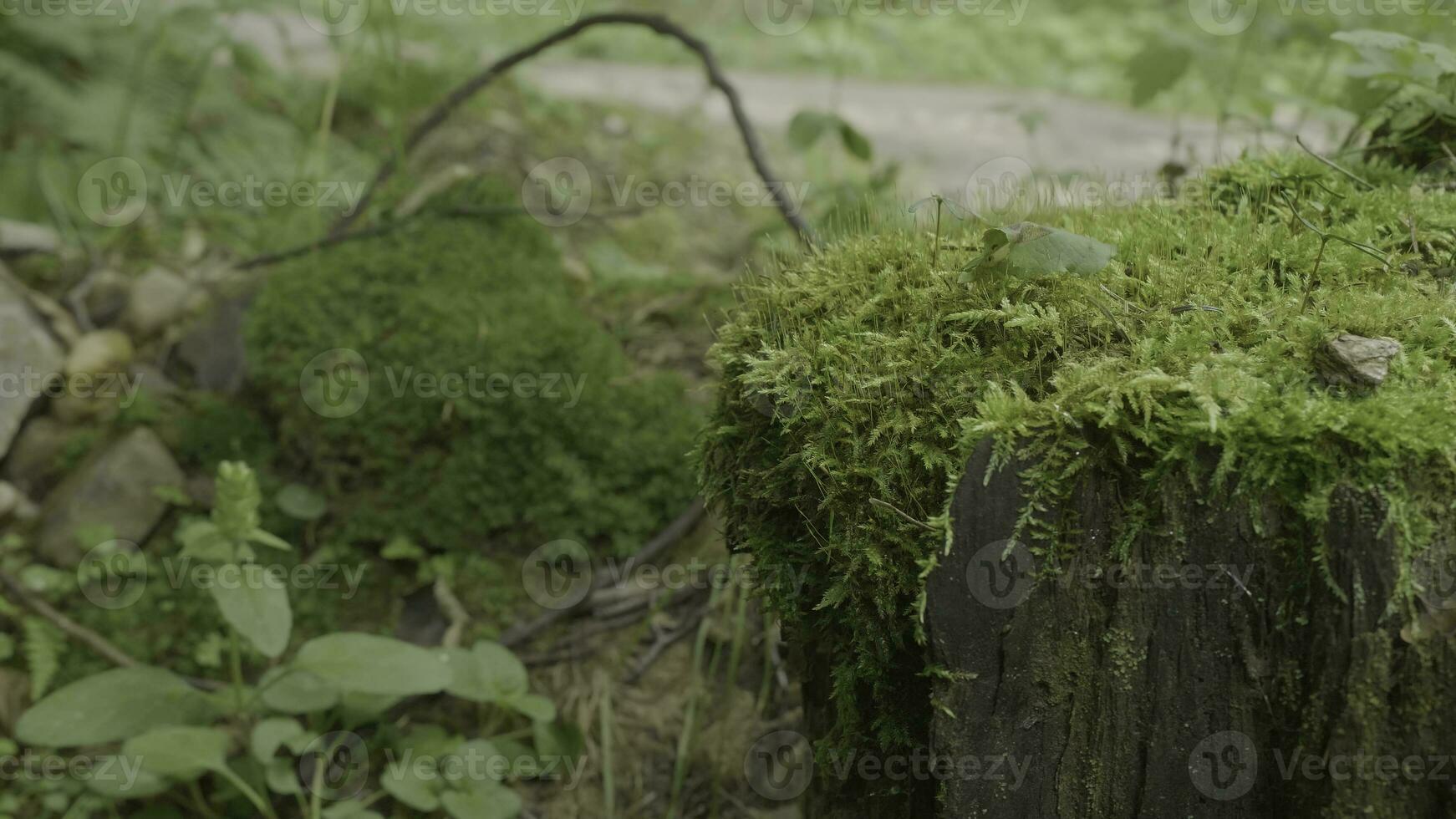 Stump in the forest. Old tree stump covered with moss. Stump green moss spruce pine coniferous tree forest park wood root bark sunlight background photo