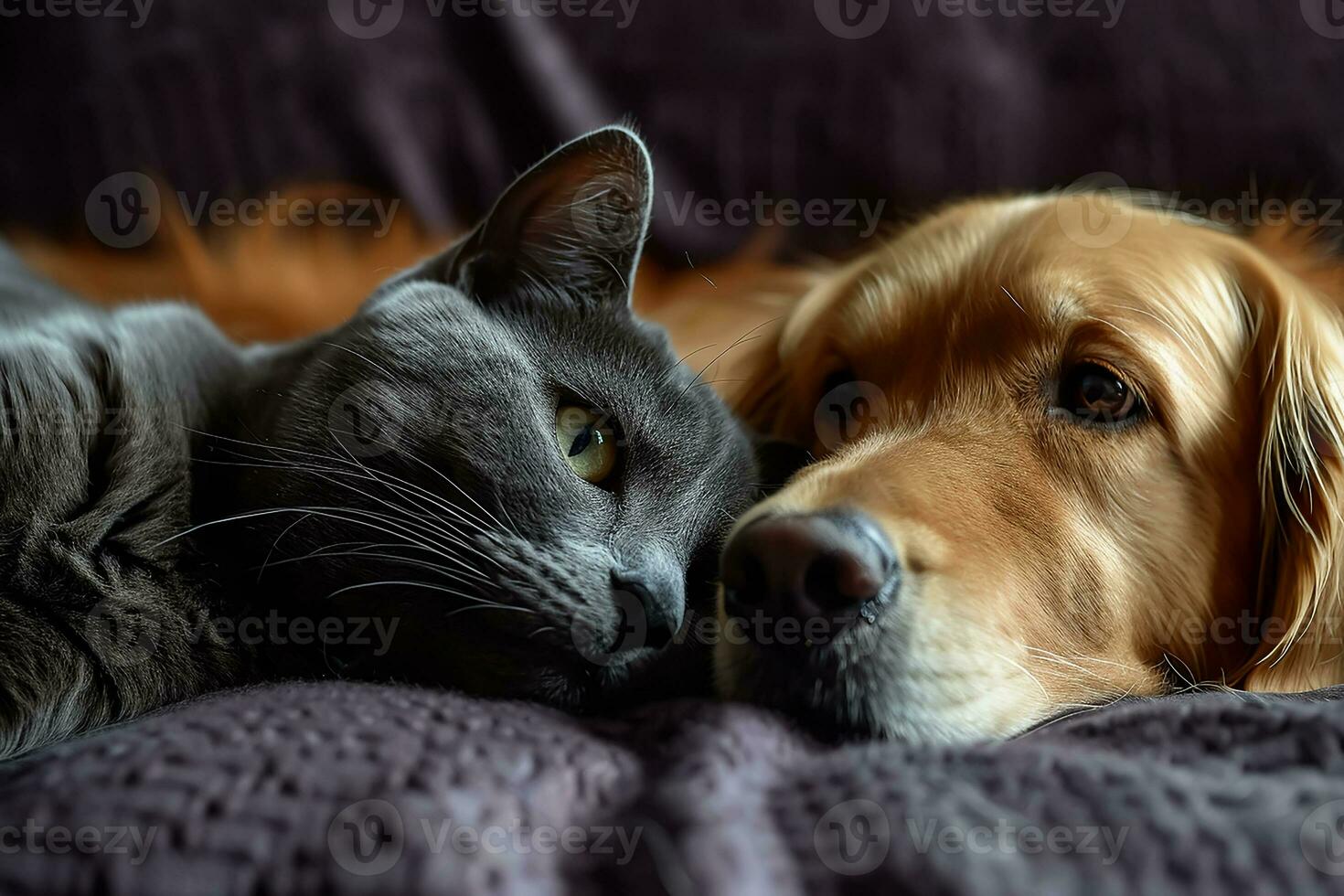 AI generated British cat and Golden Retriever photo