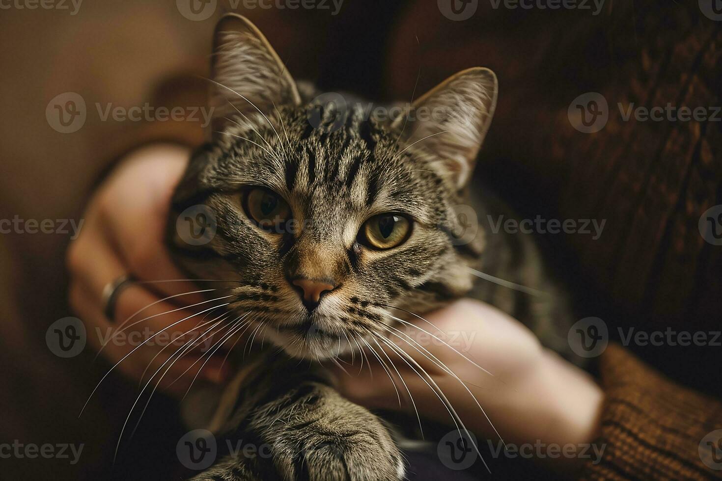 ai generado gris a rayas gato con mujeres mano en un marrón antecedentes foto